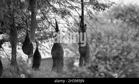 Schwarz-weiß Schuss, Goldene Stunde Schuss`s Baya Weaver Vogelnest in der Akazie Baum. Stockfoto